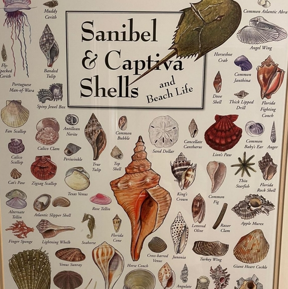 Hand Crafted Chunky Coastal Netted Sea Shell Wreath - Picture 8 of 8